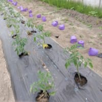 トラクター耕　　トマト定植