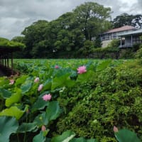 今年は当たり！小田原城址公園の大賀ハス