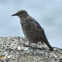 ハヤブサの親