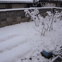 2024日本ムラサキ栽培・春の雪