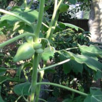 カナリヤ茄子　と　多肉植物リース