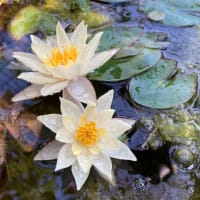 水辺のお花たち
