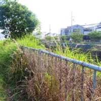 陶器川沿い
