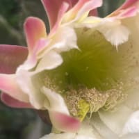 柱サボテンの花が咲く