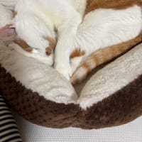 猫の自宅点滴で焦る