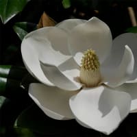 16日、京都府立植物園からの真夏日便り＆癌治療