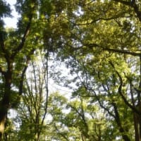国営武蔵森林公園　　西田沼の水面に映る木々の景色　　　22