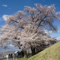 桃源郷へ。　～笛吹市桃源郷春まつり～