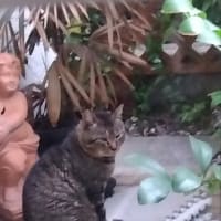 地域猫　クマ