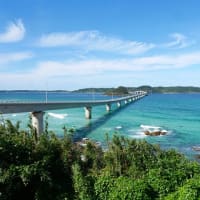 ダルマギクの開花が遅れている
