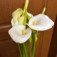 人生初の田植え