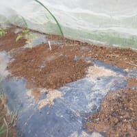 　久し振りに色々な畑作業　収獲ズッキーニ大量とキュウリ　インゲンに莢が