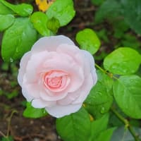 首都直下地震と地方創生