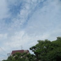 ようやく雨が上がった夕方散歩