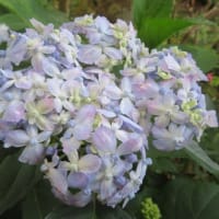 紫陽花「有松」　5