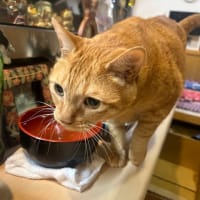 看板猫のいるお店で猫飲み 2 (2408-1)