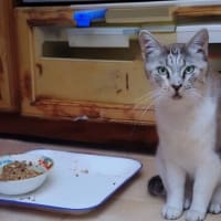 要法寺　カモの引っ越し