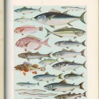 戦前の古い貴重な本の数々（動物関係）の１