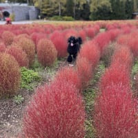 「滝野すずらん丘陵公園」