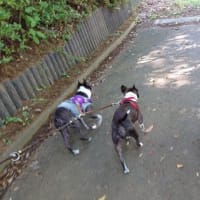 Pちゃんたちに会えてネロ大喜び