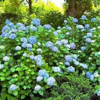 「アジサイ」／多摩川台公園