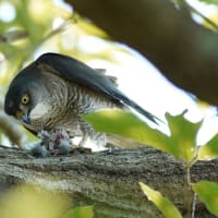 「ツミの繁殖-3」