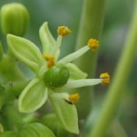 ホワイトサポテを取り木しました。 - 熱帯果樹写真館ブログ