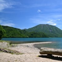 日光中禅寺湖 千手ヶ浜 クリンソウ