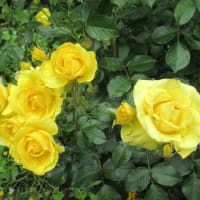 時節柄 少々遅れの「春バラ」をと、光が丘 (四季の香) ローズ ガーデン訪の日誌