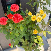 薔薇