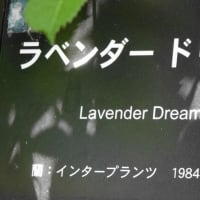 ラベンダー ドリーム 　〈Lavender Dream　バラ〉　  