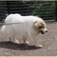  於大公園 ： ペンステモン・・・引越しHatenaブログのテンプレート設定が楽しみでした。