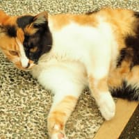 出会った三毛猫
