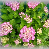 紫陽花