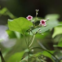 舞岡公園・夏の花（１）