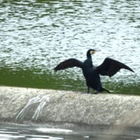 散歩道のカワウ・ミサゴ・・・2025年6月