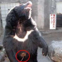 中国政府よ、熊の生き血を吸うのを止めさせて!(写真付)