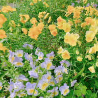 このままでは、終わらせない