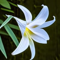 心残るひと