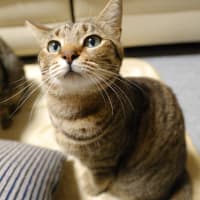 それが気になる。