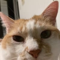 本日の猫たち#235