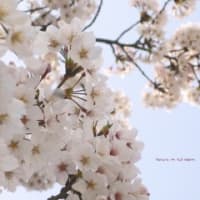 LX1撮影の桜で壁紙作成