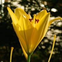 6月21日　今日の写真　百合　アジサイも　終りですが・・