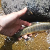 夏場のまとめ
