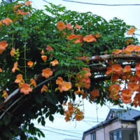 朝の散歩　キキョウの花　　　26