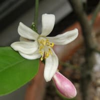 花　「レモン」