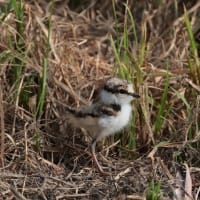 空き地で見かけたので寄って見たら・・・・コチドリ