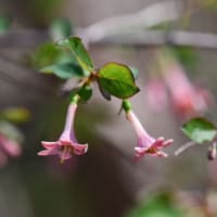ヒサカキの花、アシビの花