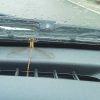 車の中に・・・お客さま