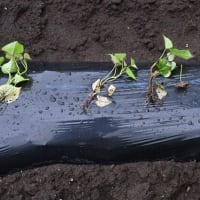 2回目の唐芋植え　ネットで囲う　2025/06/23（鹿児島）